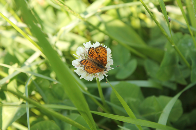 Aiuto identificazione - Melitaea nevadensis, Nymphalidae